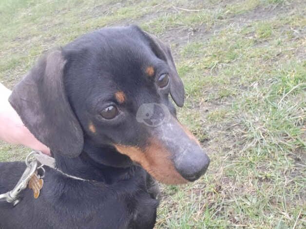 Dachshund girl for rehoming for sale in Leeds, West Yorkshire - Image 2