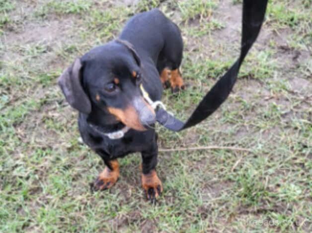 Dachshund girl for rehoming for sale in Leeds, West Yorkshire - Image 5