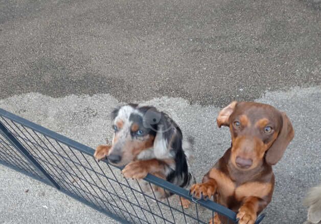 Dachshund girl for sale in Sheffield, South Yorkshire