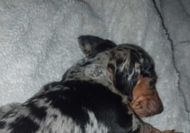 Dachshund girl for sale in Sheffield, South Yorkshire - Image 2