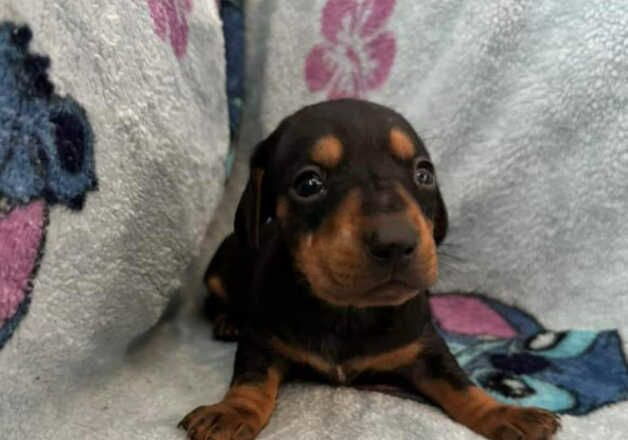 Dachshund girl for sale in Wigan, Greater Manchester