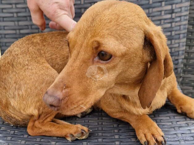 Dachshund girl for sale in Cirencester, Gloucestershire