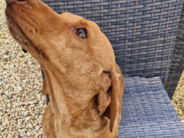 Dachshunds for sale in Cirencester, Gloucestershire