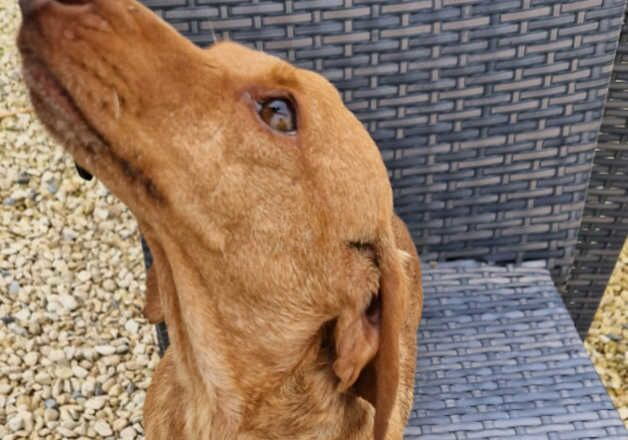 Dachshund girl for sale in Cirencester, Gloucestershire