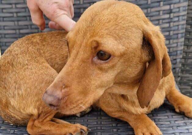 Dachshund girl for sale in Cirencester, Gloucestershire - Image 2