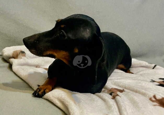 Dachshund girl for sale in Salford, Greater Manchester - Image 2