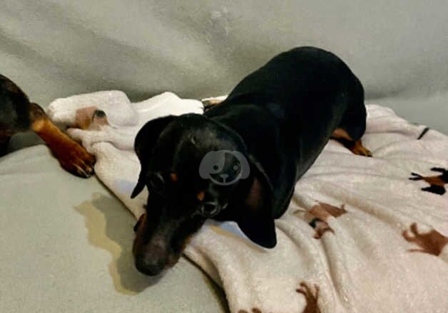 Dachshund girl for sale in Salford, Greater Manchester - Image 3