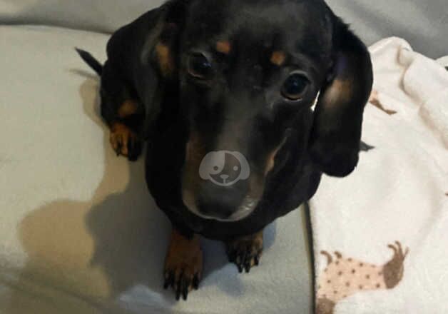 Dachshund girl for sale in Salford, Greater Manchester - Image 4