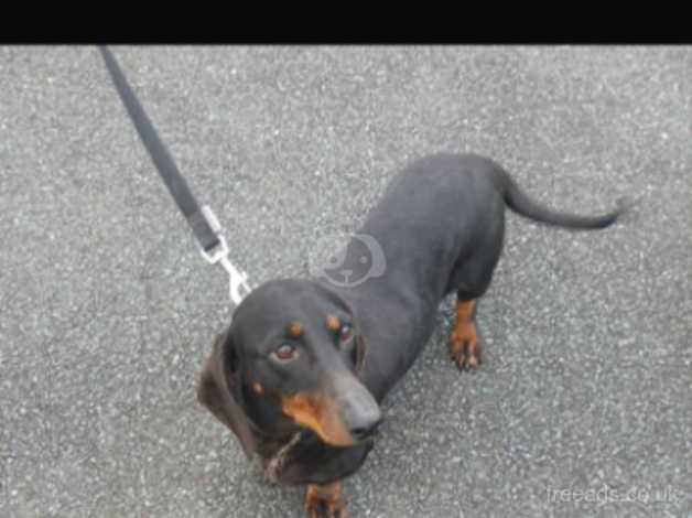 Dachshund girl looking a new home for sale in Leeds, West Yorkshire