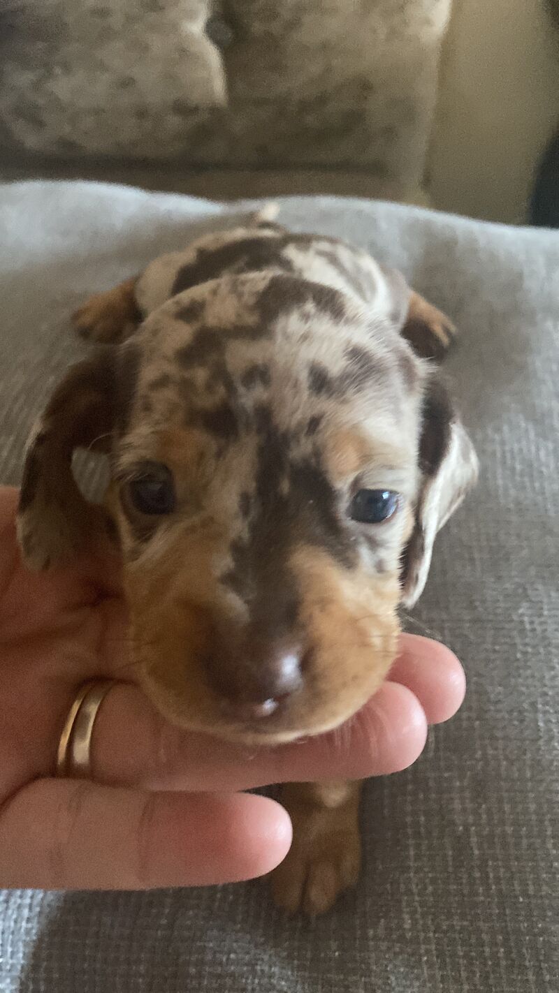 Dachshund girl puppy's ready to leave may for sale in Rotherham, South Yorkshire