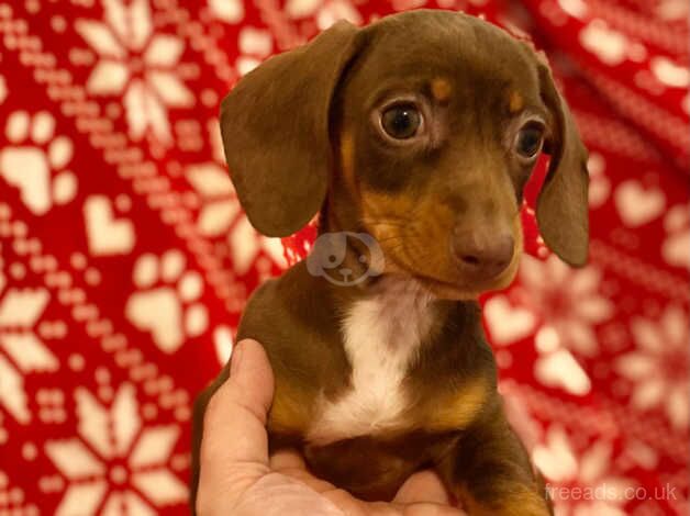 Dachshund gorgeous chocolate and tan bitch puppy ready now fully vaccinated for sale in Swansea/Abertawe, Swansea