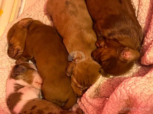 Dachshund for sale in Antrim