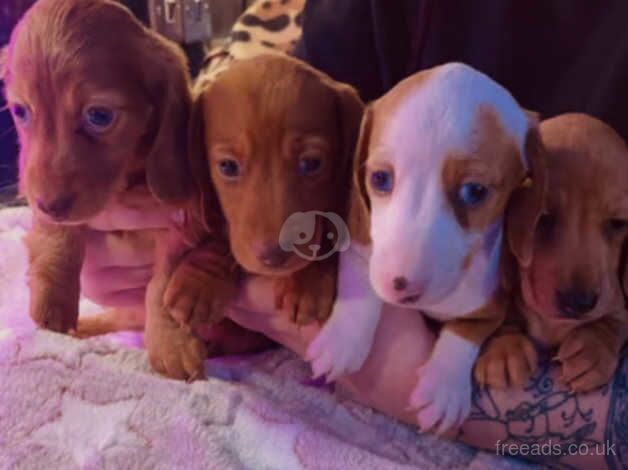 Dachshund for sale in Antrim