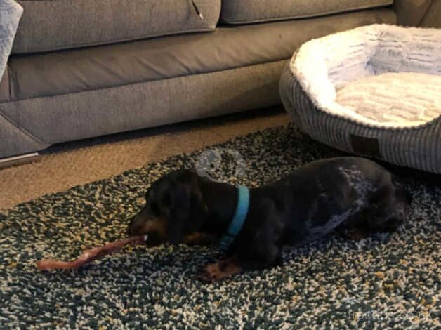 Dachshund for sale in Bridge of Weir, Renfrewshire