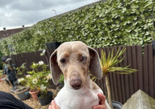 Dachshund for sale in Cardiff/Caerdydd, Cardiff - Image 2