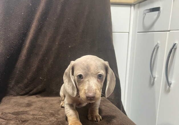 Dachshund for sale in Cardiff/Caerdydd, Cardiff - Image 2