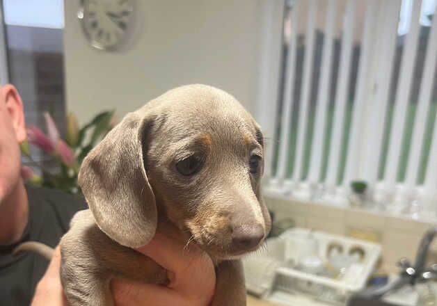 Dachshund for sale in Cardiff/Caerdydd, Cardiff - Image 3