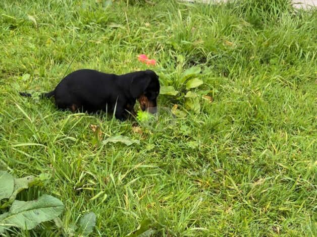 Dachshund for sale in Coalisland, Dungannon