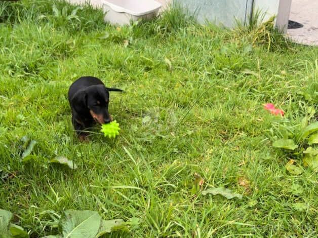 Dachshunds for sale in Coalisland, Dungannon