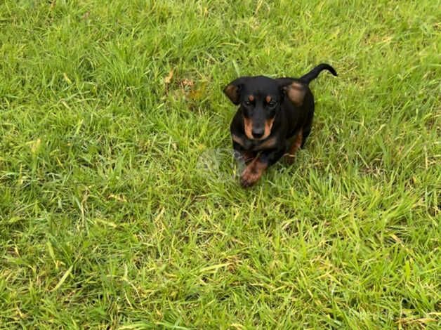 Dachshund Puppies for sale in Dungannon