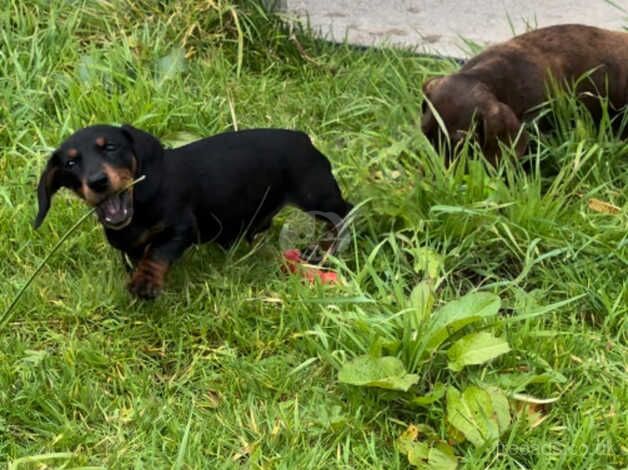 Dachshund Puppies for sale