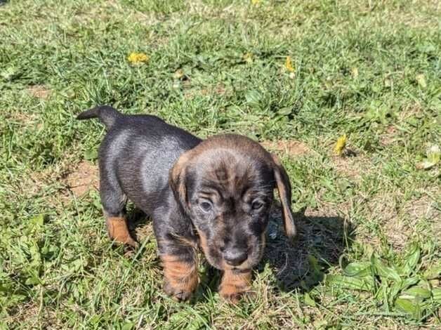 Dachshund for sale in Colchester, Essex - Image 1