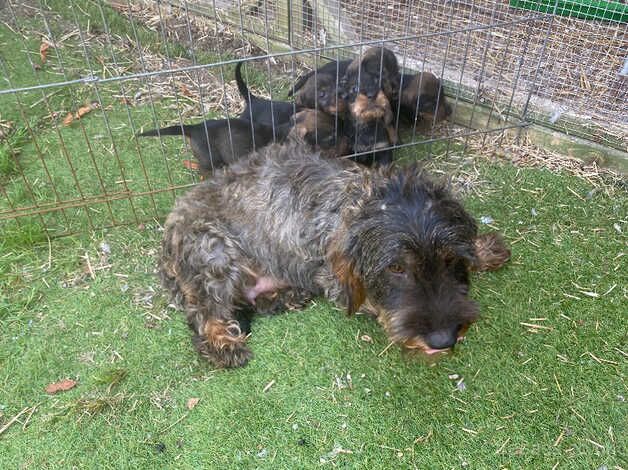 Dachshund for sale in Colchester, Essex - Image 2