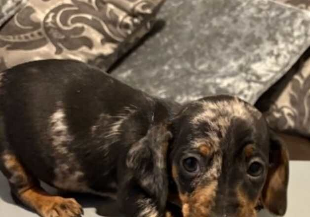 Dachshund for sale in Dartford, Kent