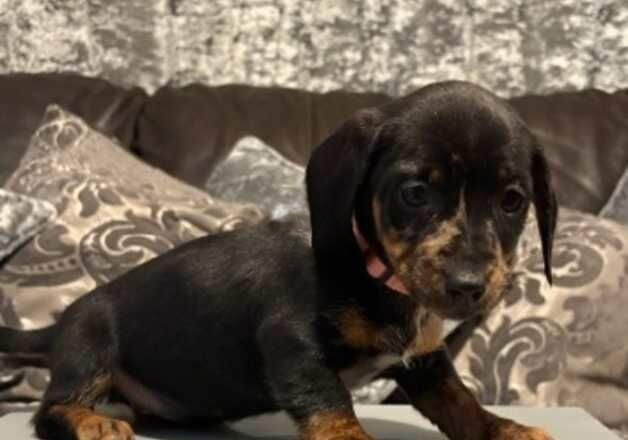 Dachshund for sale in Dartford, Kent - Image 2