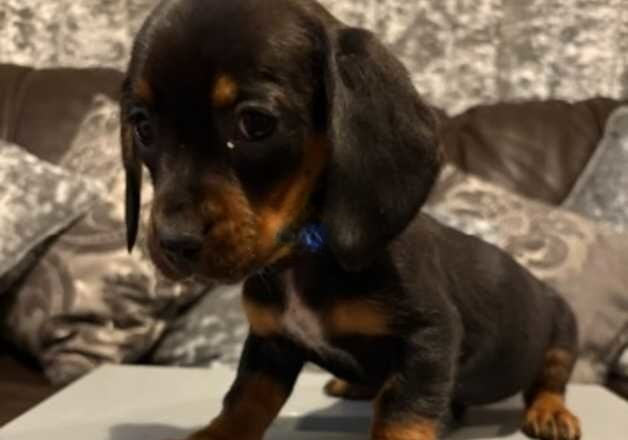 Dachshund for sale in Dartford, Kent - Image 3