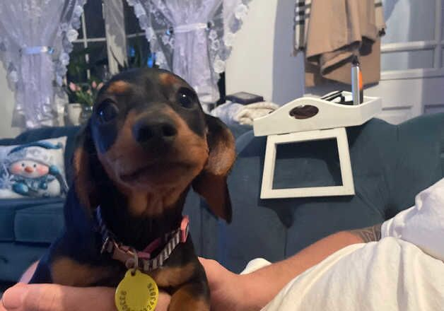 Dachshund for sale in Doncaster, South Yorkshire