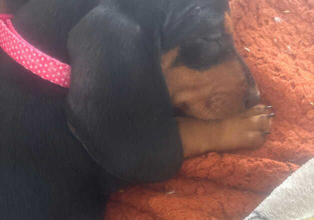 Dachshund for sale in Dronfield, Derbyshire