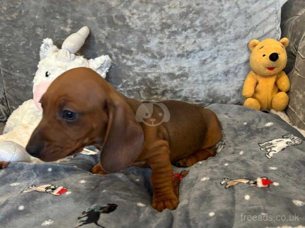 Dachshund for sale in Essex - Image 2