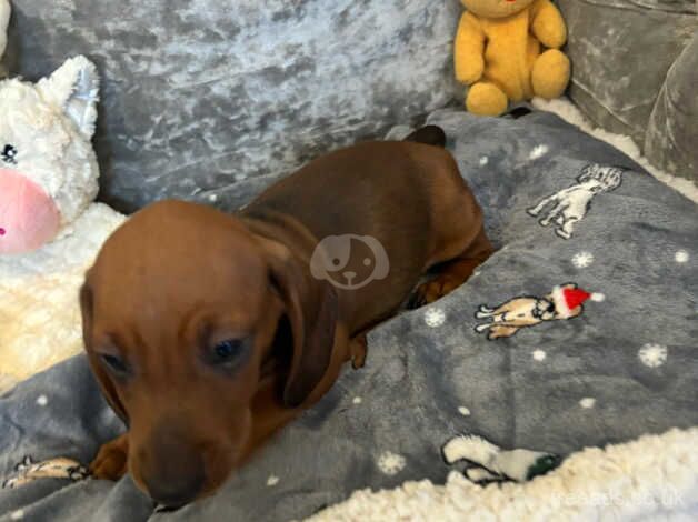 Dachshund for sale in Essex - Image 3