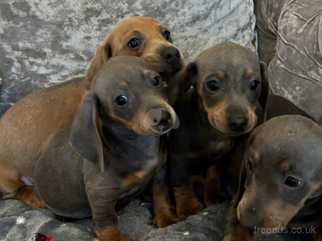 Dachshund for sale in Essex - Image 4