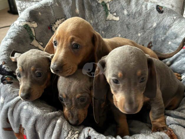 Dachshund for sale in Essex - Image 5