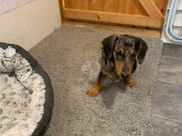 Dachshund for sale in Grantham, Lincolnshire