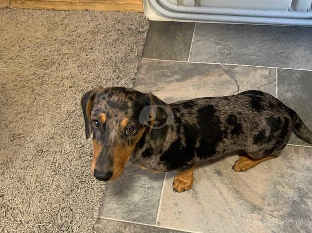 Dachshund for sale in Grantham, Lincolnshire - Image 2