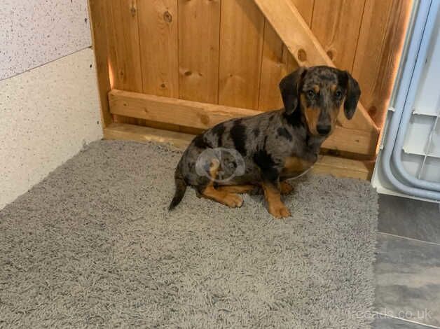 Dachshund for sale in Grantham, Lincolnshire - Image 3