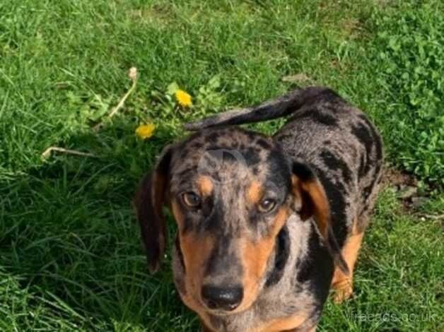 Dachshund for sale in Grantham, Lincolnshire - Image 4