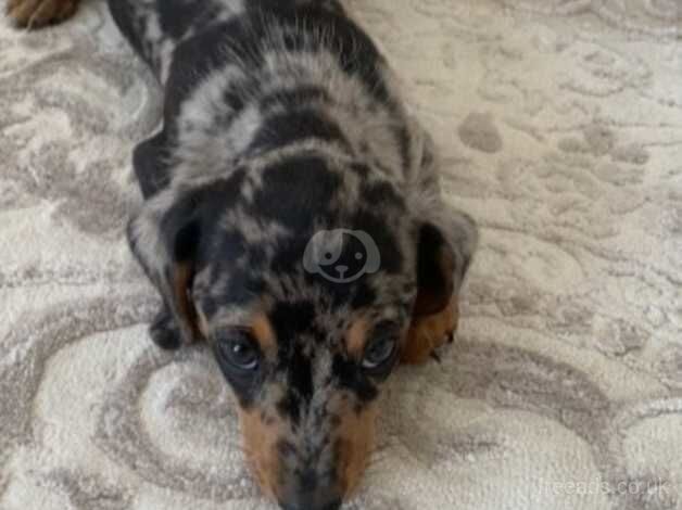 Dachshund for sale in Grantham, Lincolnshire - Image 5