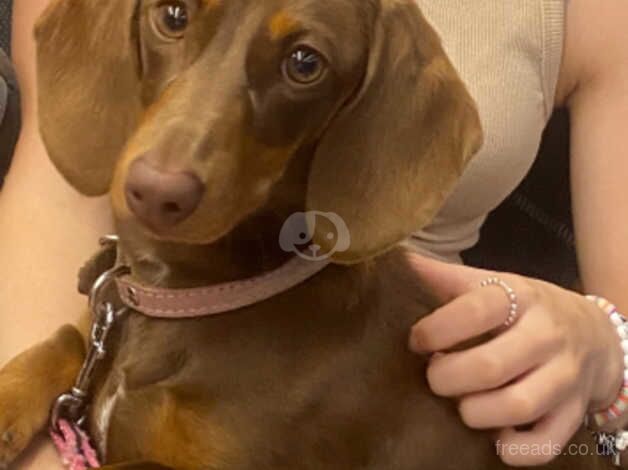 Dachshunds for sale in Liverpool, Merseyside