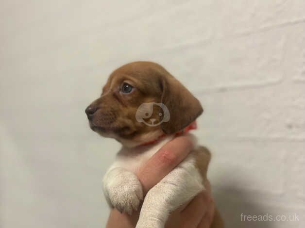 Dachshund Puppies for sale in Merseyside