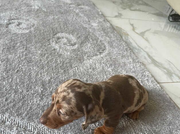 Dachshund for sale in Market Harborough, Leicestershire