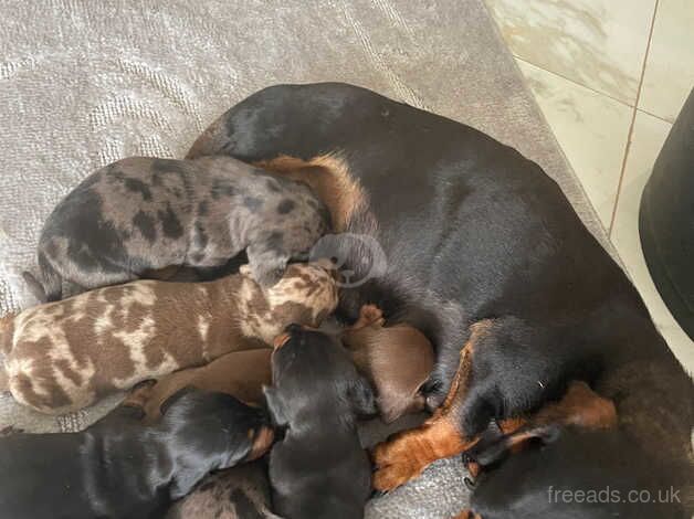 Dachshund for sale in Market Harborough, Leicestershire - Image 4