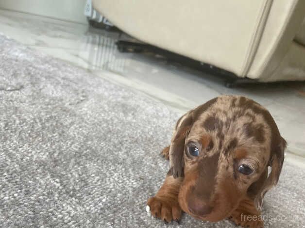 Dachshund for sale in Market Harborough, Leicestershire - Image 5