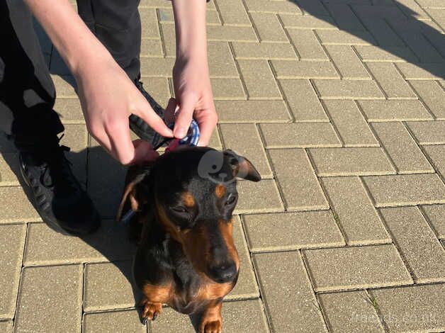 Dachshund for sale in Market Harborough, Leicestershire - Image 1