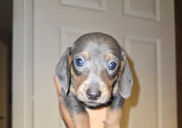 Dachshund Puppies for sale in North Yorkshire