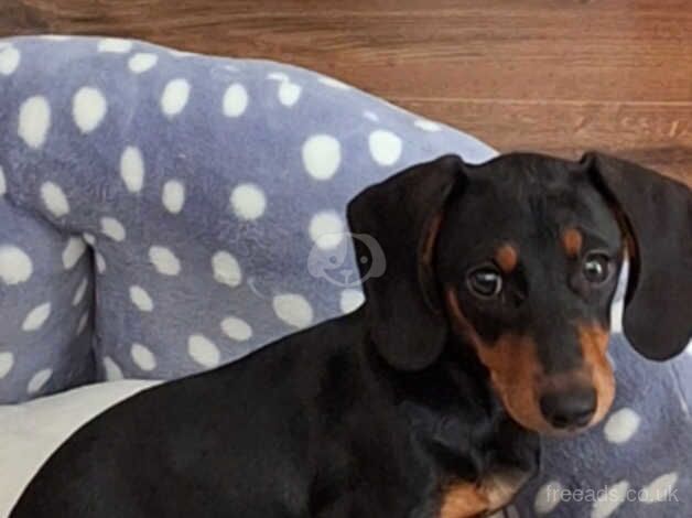 Dachshund for sale in Newark, Orkney Islands