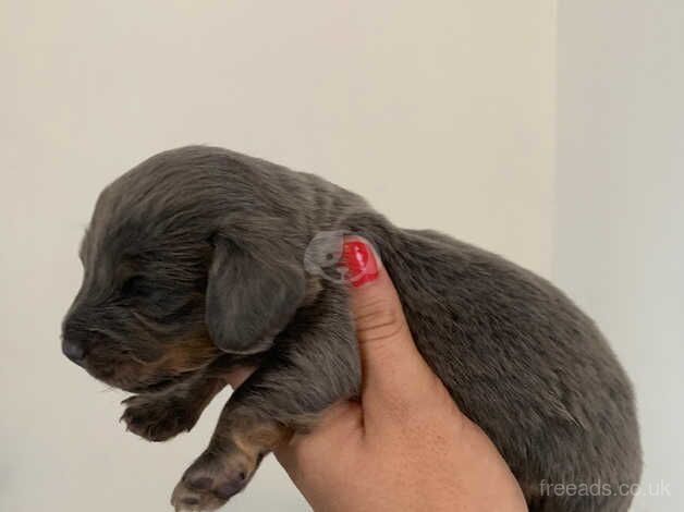 Dachshund for sale in Newport, Newport - Image 2